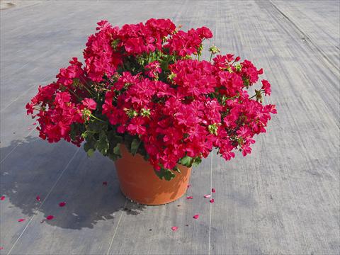 Foto fiore da  Vaso Pelargonium interspec. Calliope Hot Rose 01