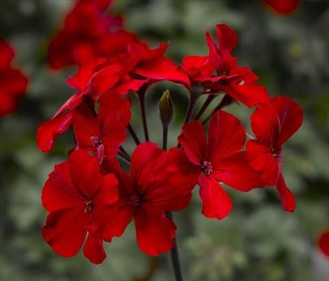 Foto fiore da  Vaso Pelargonium interspec. Dark Caliente Fire