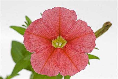 photo of flower to be used as: Pot and bedding Petunia hybrida Sanguna Patio Salmon