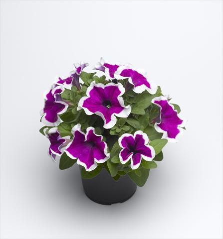 Foto fiore da  Vaso e aiola Petunia hybrida Sanguna Purple Picotee