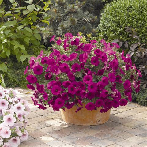 Foto fiore da  Vaso e aiola Petunia hybrida Sanguna Purple