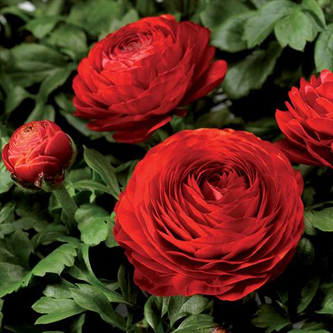 Foto fiore da  Vaso Ranunculus asiaticus Magic Red Improved