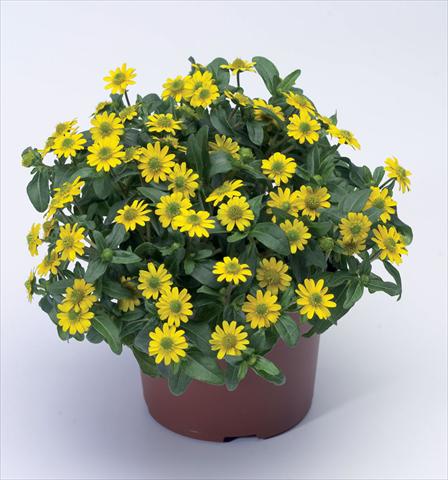 Foto fiore da  Vaso Sanvitalia procumbens Sundance Compact Improved