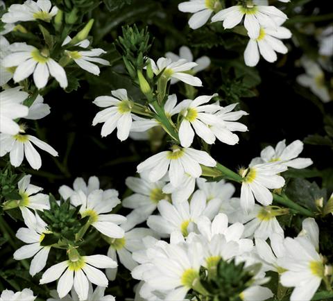 Foto fiore da  Vaso Scaevola aemula Bombay Early Compact White