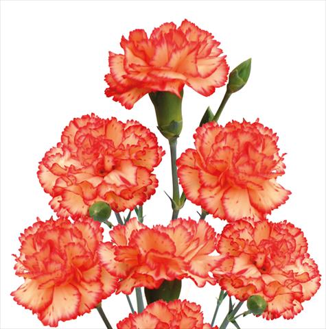 photo of flower to be used as: Cutflower Dianthus caryophyllus Springfield
