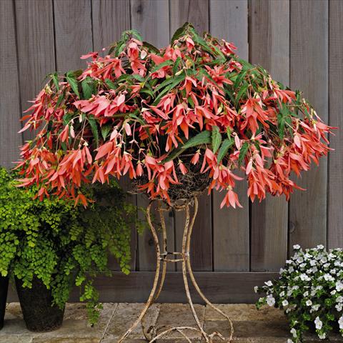 Foto fiore da  Basket o vaso Begonia boliviensis San Francisco™ F1