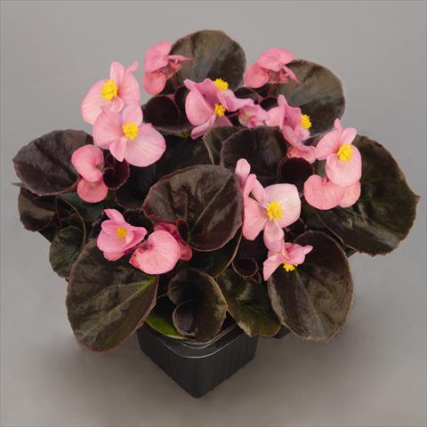 Foto fiore da  Vaso e aiola Begonia semperflorens Serie Nightlife F1