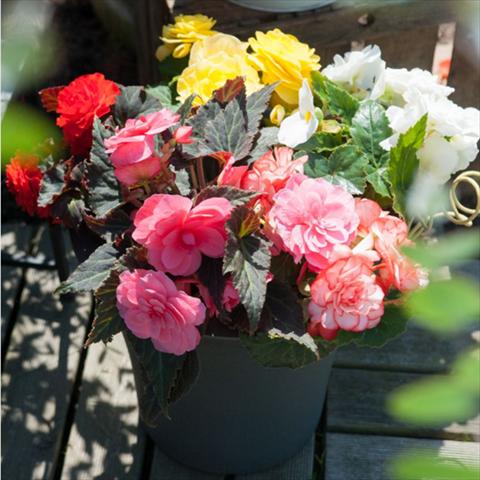 Foto fiore da  Vaso Begonia tuberhybrida Nonstop® Serie Mocca Mix F1