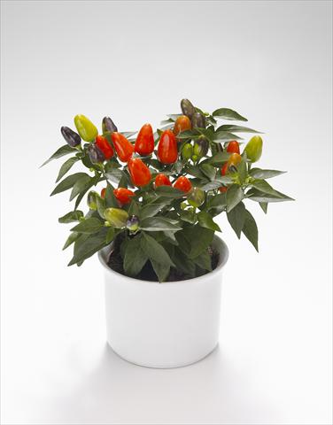 Foto fiore da  Basket o vaso Capsicum annuum Festival Orange