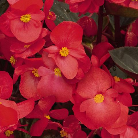 Foto fiore da  Vaso e aiola Begonia x benariensis BIG® Red Bronze Leaf F1