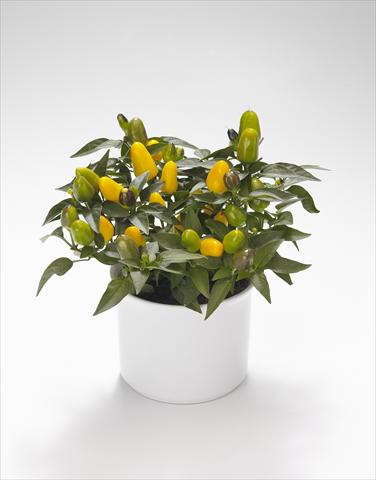 Foto fiore da  Basket o vaso Capsicum annuum Festival Yellow