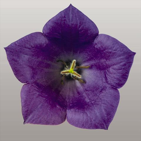 Foto fiore da  Aiuola e/o bordura Campanula carpatica Pearl Deep Blue F1