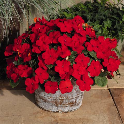 Foto fiore da  Vaso e aiola Impatiens walleriana Lollipop™ Cherry Red F1