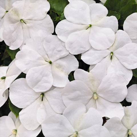 Foto fiore da  Vaso e aiola Impatiens walleriana Lollipop™ Coconut White F1