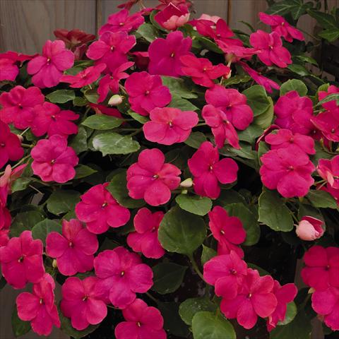 Foto fiore da  Vaso e aiola Impatiens walleriana Lollipop™ Fruit Punch Rose F1