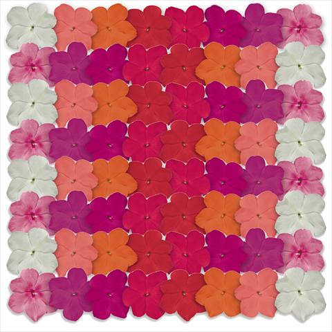 photo of flower to be used as: Pot and bedding Impatiens walleriana Lollipop™ Maxi Mix F1
