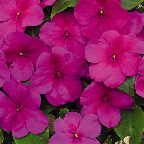 Foto fiore da  Vaso e aiola Impatiens walleriana Lollipop™ Raspberry Violet F1