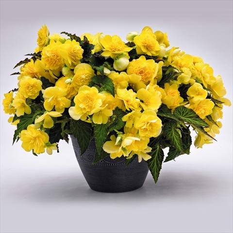 Foto fiore da  Vaso e aiola Begonia tuberhybrida Nonstop® JOY Yellow F1