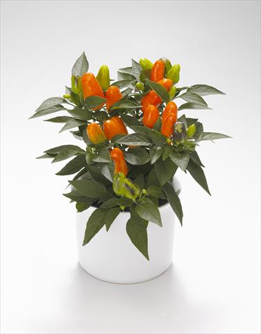 Foto fiore da  Basket o vaso Capsicum annuum Karneval Orange