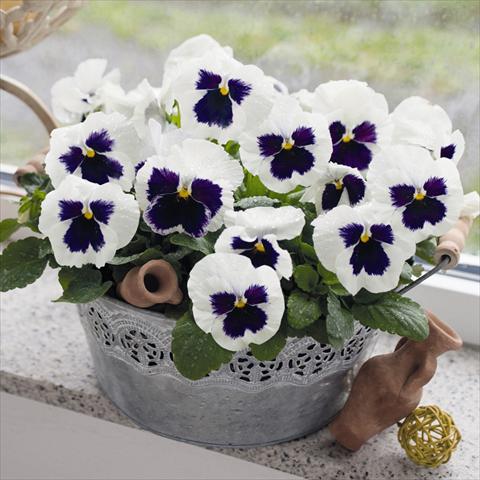 Foto fiore da  Vaso e aiola Viola wittrockiana Inspire® F1 DeluXXe White Blotch