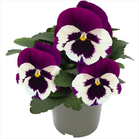 Foto fiore da  Vaso e aiola Viola wittrockiana Inspire® F1 DeluXXe White Violet Wing