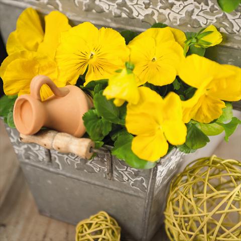 Foto fiore da  Vaso e aiola Viola wittrockiana Inspire® F1 DeluXXe Yellow