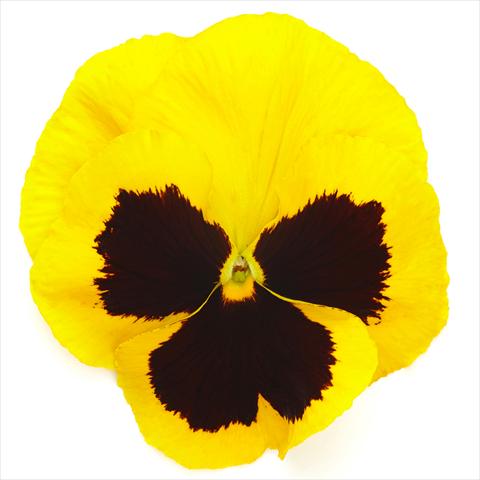 Foto fiore da  Vaso e aiola Viola wittrockiana Inspire® F1 DeluXXe Yellow Blotch