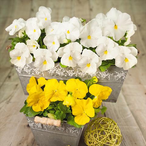 Foto fiore da  Vaso e aiola Viola wittrockiana Inspire® F1 DeluXXe Yellow & White