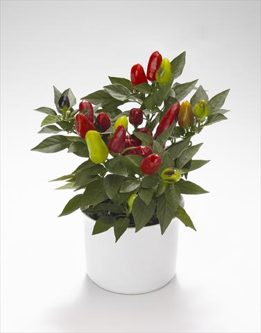 Foto fiore da  Basket o vaso Capsicum annuum Karneval Red