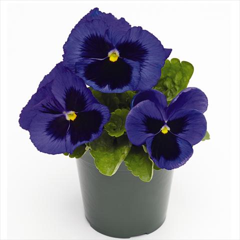 Foto fiore da  Vaso e aiola Viola wittrockiana Inspire® F1 PLUS Blue Blotch