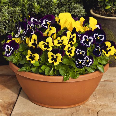 Foto fiore da  Vaso e aiola Viola wittrockiana Inspire® F1 PLUS Mardi Gras Mix