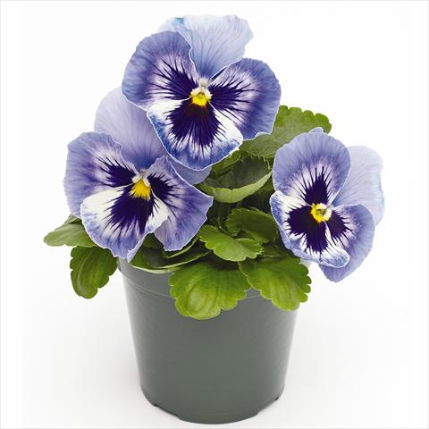 Foto fiore da  Vaso e aiola Viola wittrockiana  F1 Inspire® Serie PLUS Marina