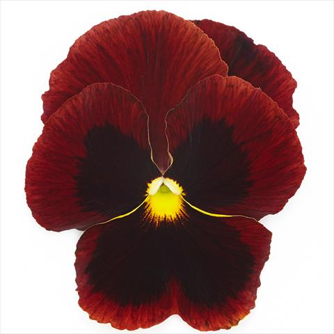 photo of flower to be used as: Pot and bedding Viola wittrockiana Inspire® F1 PLUS Red Blotch