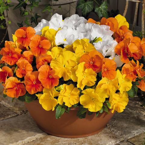 photo of flower to be used as: Pot and bedding Viola wittrockiana Inspire® F1 PLUS Sunny Day Mix