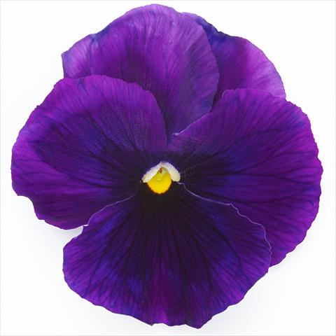 Foto fiore da  Vaso e aiola Viola wittrockiana Inspire® F1 PLUS Violet