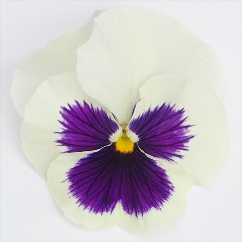 Foto fiore da  Vaso e aiola Viola wittrockiana  F1 Inspire® Serie PLUS White Blotch