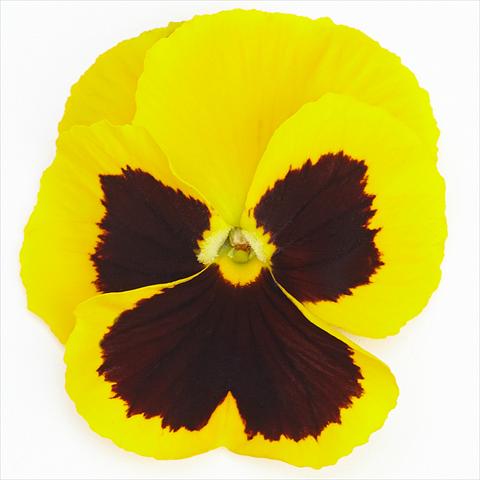 Foto fiore da  Vaso e aiola Viola wittrockiana Inspire® F1 PLUS Yellow Blotch