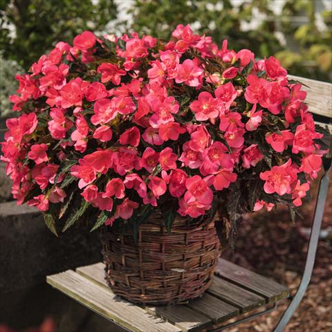 Foto fiore da  Vaso Begonia boliviensis Unbelievable First Kiss