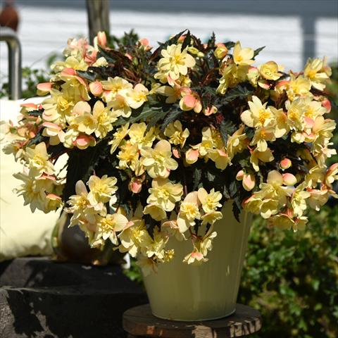 Foto fiore da  Vaso Begonia boliviensis Unbelievable Tweetie Pie