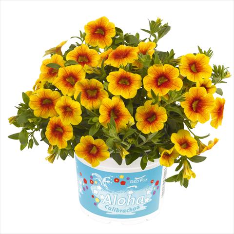 Foto fiore da  Basket o vaso Calibrachoa hybrida RED FOX Aloha Kona Pineapple 2014