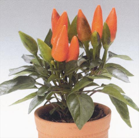 Foto fiore da  Basket o vaso Capsicum annuum Salsa Orange