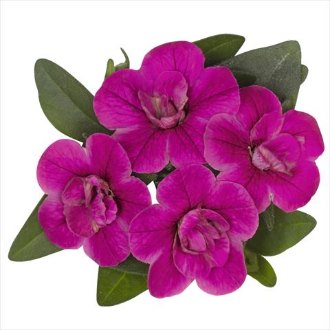 Foto fiore da  Basket vaso o aiuola Calibrachoa hybrida Aloha Double Purple