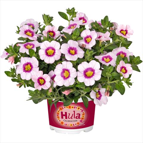 Foto fiore da  Basket vaso o aiuola Calibrachoa hybrida Hula Appleblossom