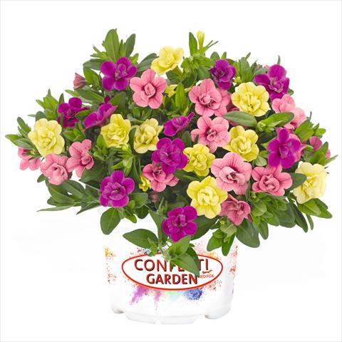 Foto fiore da  Basket o vaso 3 Combo Confetti Garden Aloha Double MySweetheart