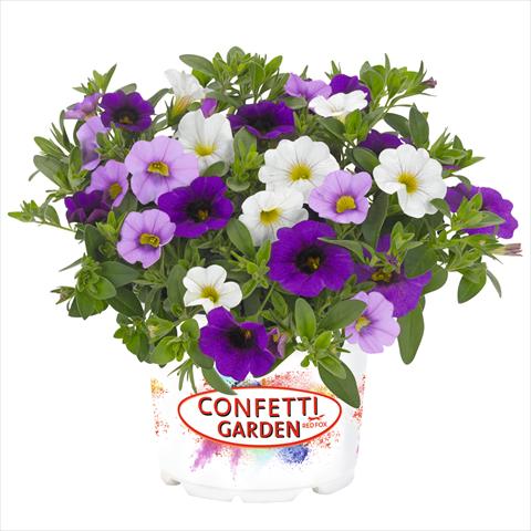photo of flower to be used as: Basket / Pot 3 Combo Confetti Garden Aloha Kona Hawaiian Sailaway