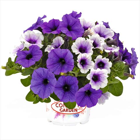 photo of flower to be used as: Basket / Pot 2 Combo Confetti Garden Duo Ahoy