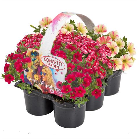 photo of flower to be used as: Basket / Pot 3 Combo Confetti Garden Tone on Tone Shocking Sunset