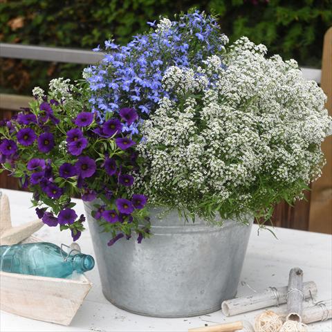 photo of flower to be used as: Basket / Pot 3 Combo Confetti Garden Yolo Glossy Wave