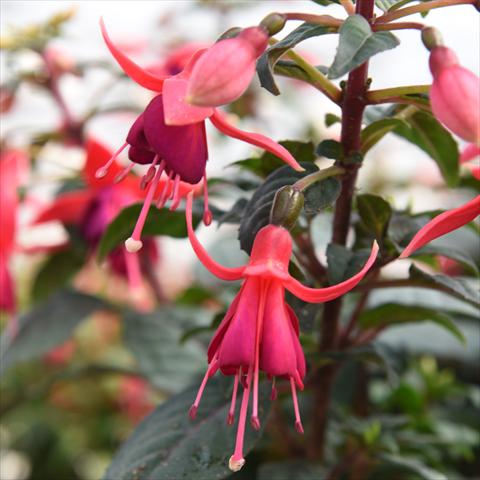 Foto fiore da  Basket o vaso Fuchsia hybrida Classica Paris