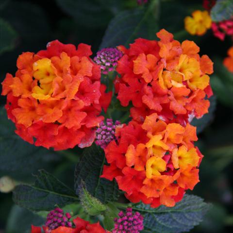 photo of flower to be used as: Pot and bedding Lantana camara Tropic Grenadine